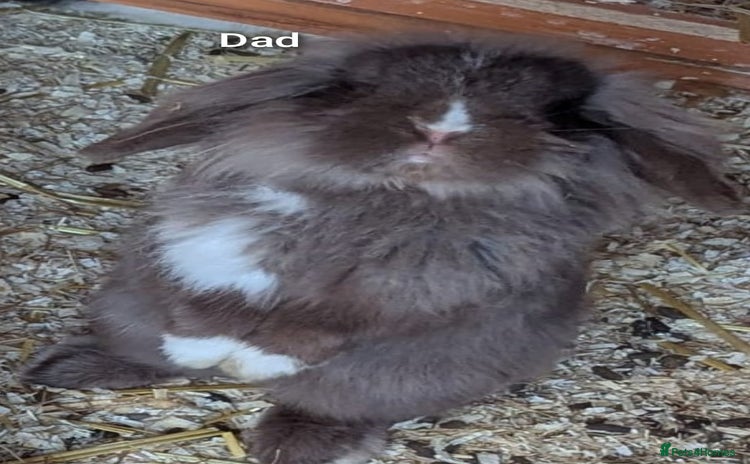 Guinea Pig rodents - Advert 4