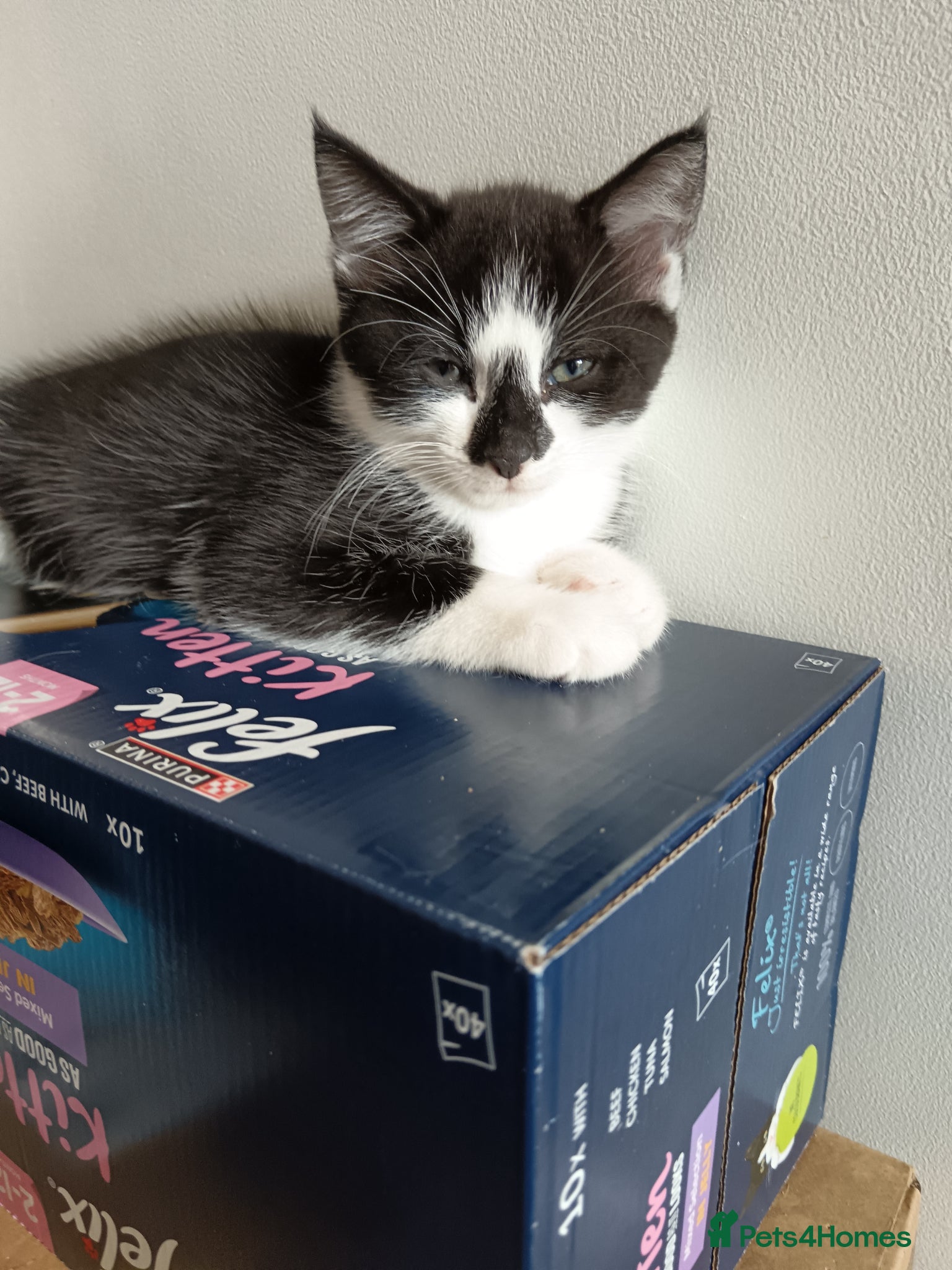 Mixed Breed cats for sale: Kittens  in Newport - Advert 2