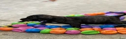 Presa Canario dogs for sale: Presa Canario puppies .  - Advert 7