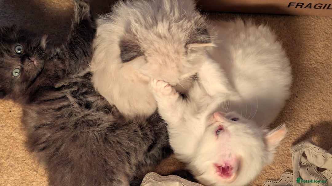 Ragdoll cats for sale: Beautiful Playful Ragdoll Kittens - Advert 11