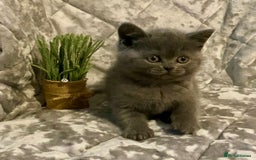 British Shorthair cats for sale: (READY NOW)EXCEPTIONAL PURE BREED BSH - Image 1