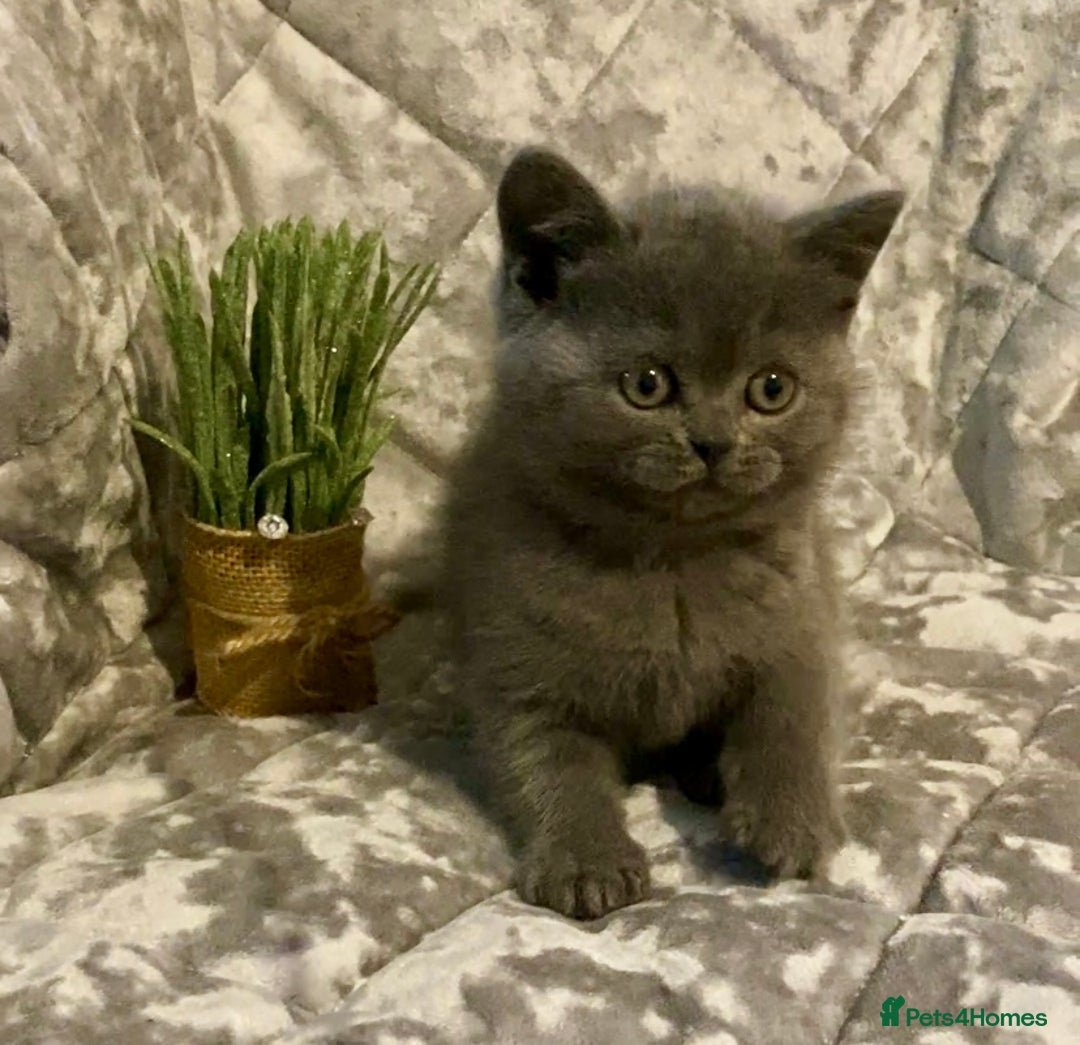 British Shorthair cats for sale: (READY NOW)EXCEPTIONAL PURE BREED BSH - Image 1
