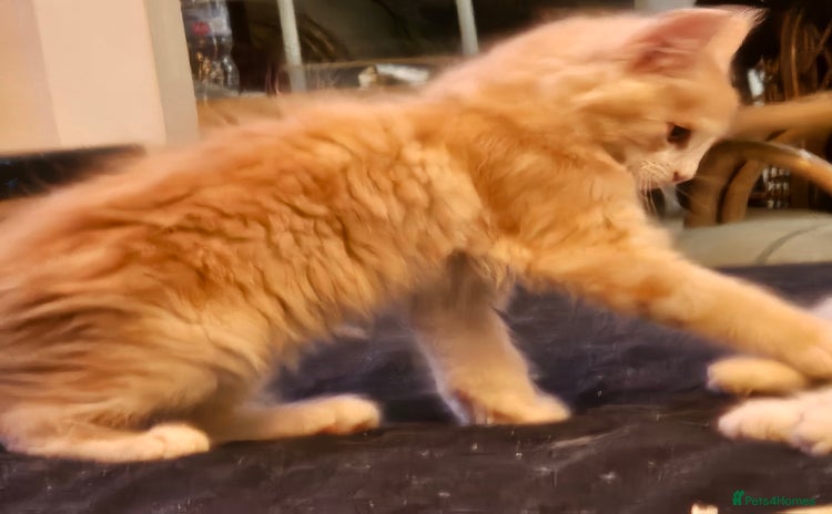 Maine Coon cats for sale - Advert 1