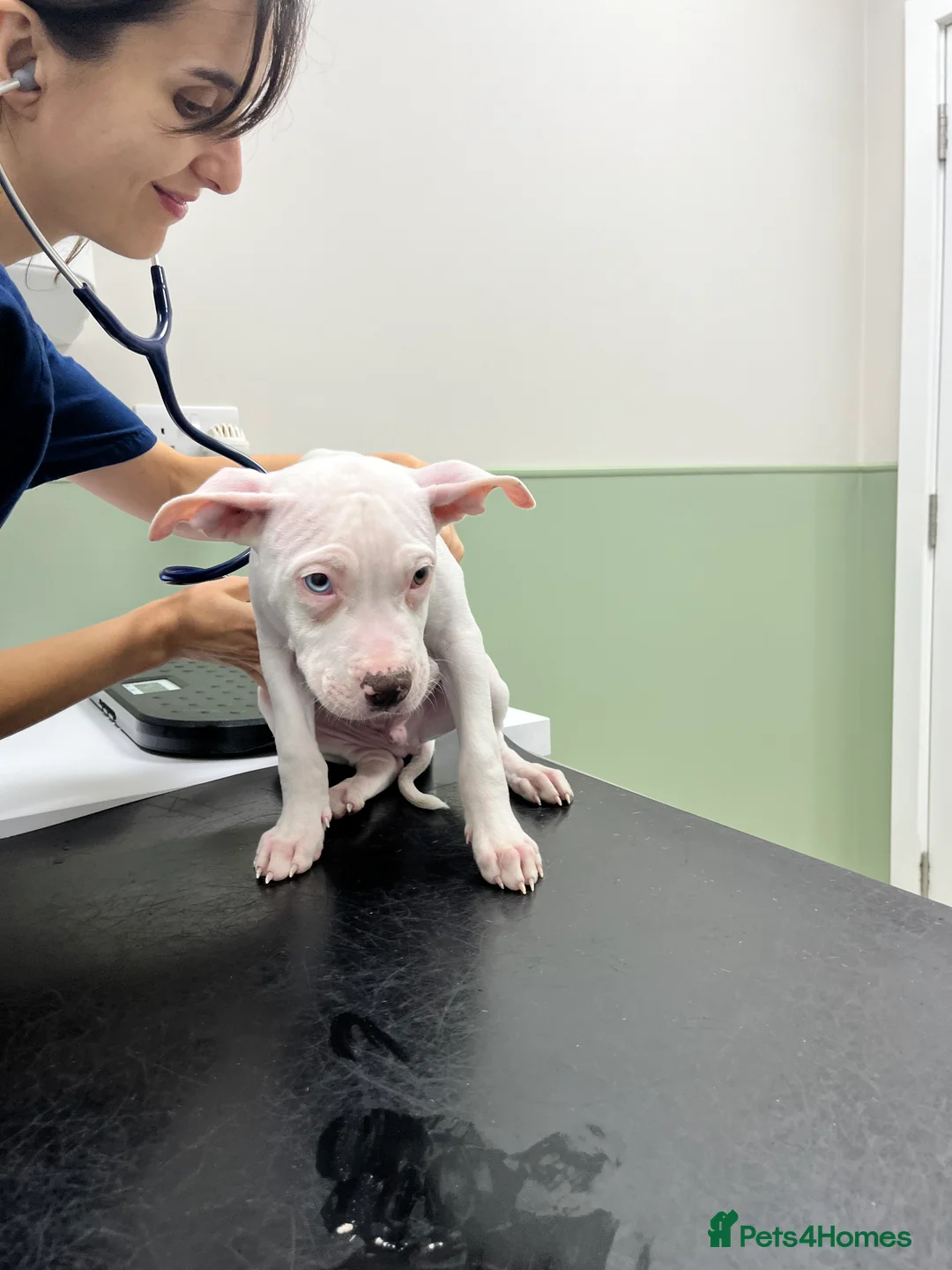 Mixed Breed dogs for sale: American bull staff   - Advert 6