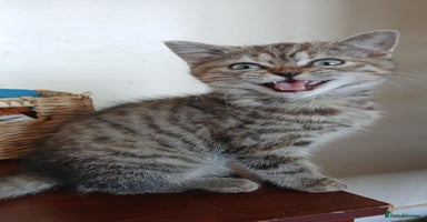 British Shorthair cats in Coventry - Advert 4