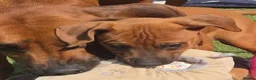 Rhodesian Ridgeback dogs for sale: 4x FEMALE RHODESIAN RIDGEBACK PUPS!! - Advert 17