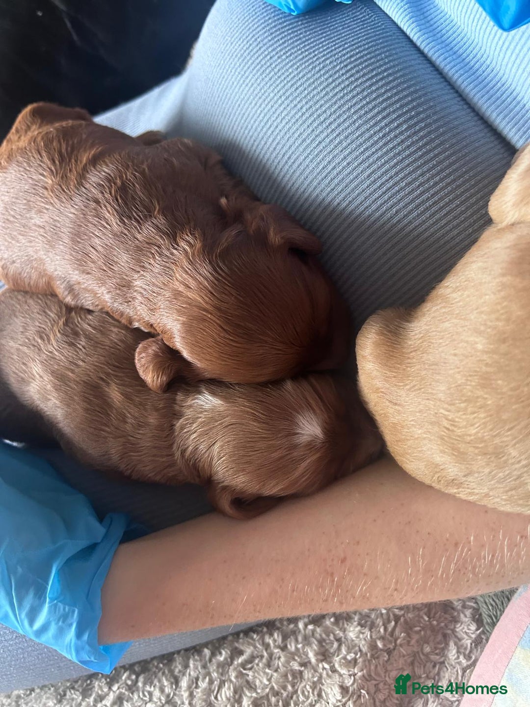 Mixed Breed dogs for sale: 5 Beautiful Cockapoo Girls ready  - Image 13