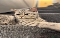 British Shorthair cats for sale: RARE COLOUR PURE PEDIGREE BSH KITTENS.2 BOYS LEFT. - Image 3