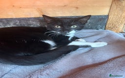 Mixed Breed cats for sale: 2 lovely brothers - Image 8