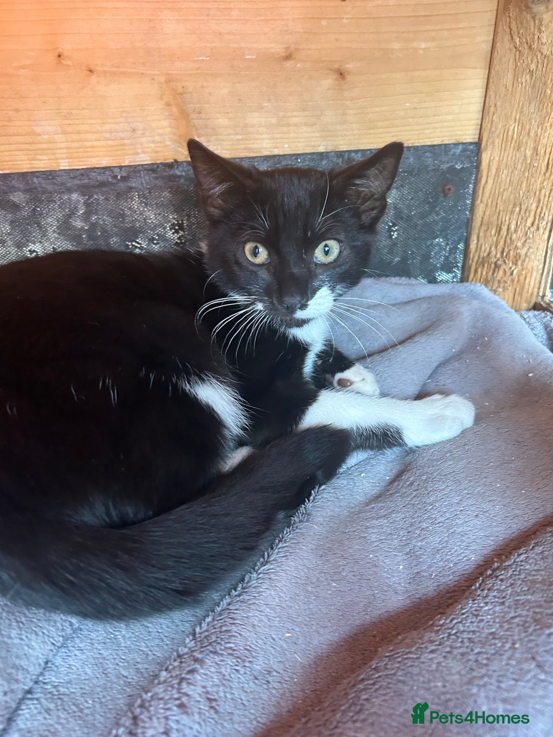 Mixed Breed cats for sale: 2 lovely brothers - Image 8