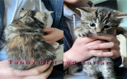 Mixed Breed cats for sale: 6 kittens for sale - Advert 1