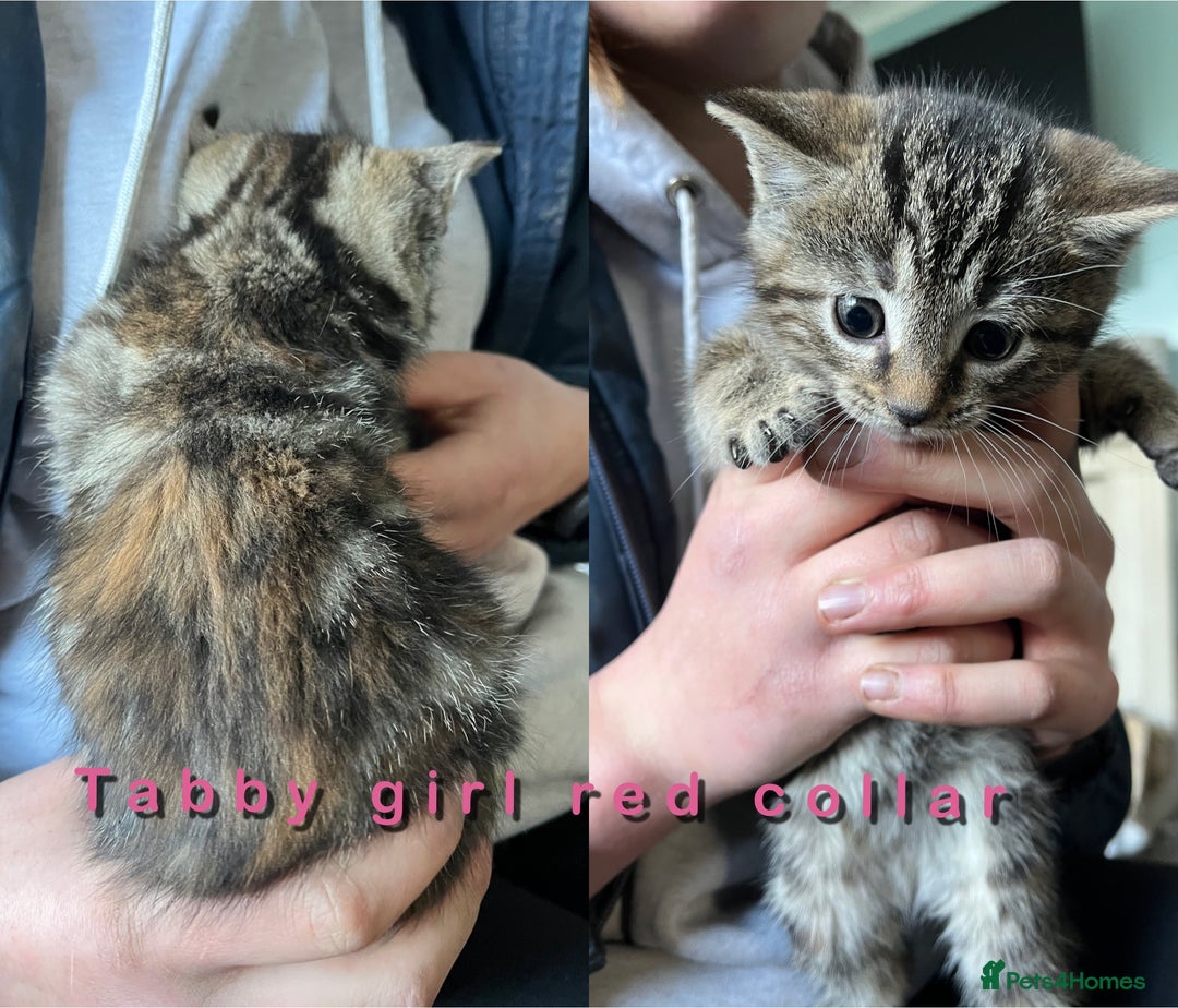 Mixed Breed cats for sale: 6 kittens for sale - Advert 1