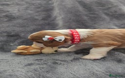 Cavalier King Charles Spaniel dogs for sale: 🐶 KC Cavalier King Charles Spaniel Puppies 🐶 - Image 9