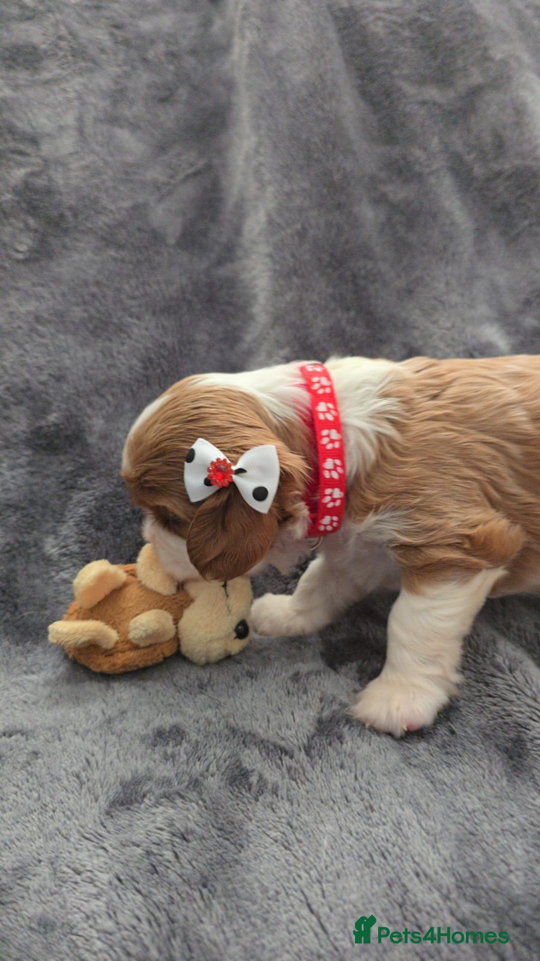 Cavalier King Charles Spaniel dogs for sale: 🐶 KC Cavalier King Charles Spaniel Puppies 🐶 - Image 9