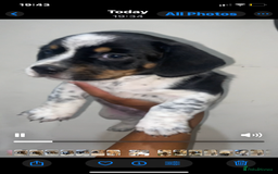 Mixed Breed dogs for sale: French Bull Weiner dogs 6 weeks old  - Image 10