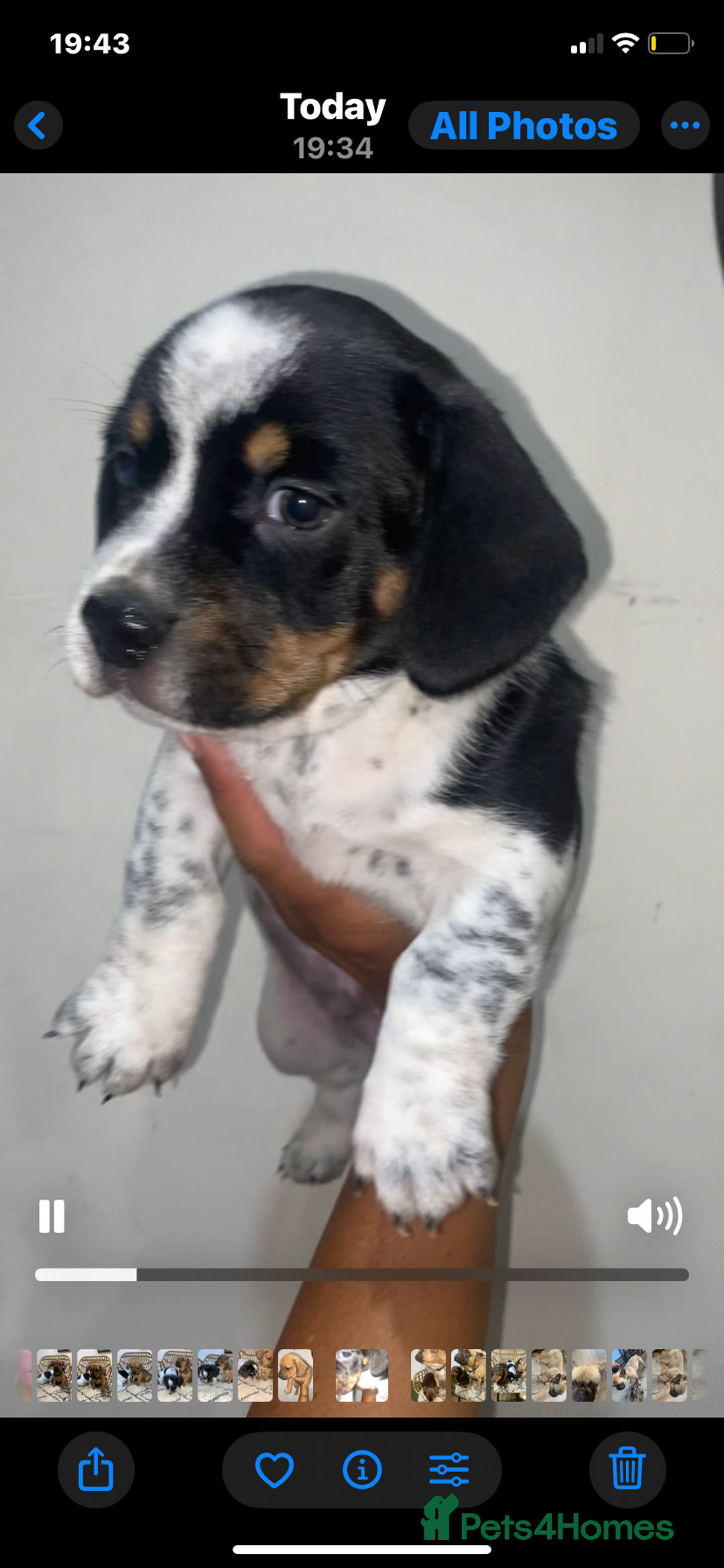 Mixed Breed dogs for sale: French Bull Weiner dogs 6 weeks old  - Image 10