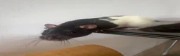 Rat rodents for sale: Two Beautiful Male Rats and Free Cage - Advert 4