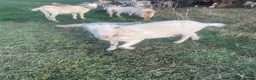 Goats livestock for sale: Goats - Advert 37