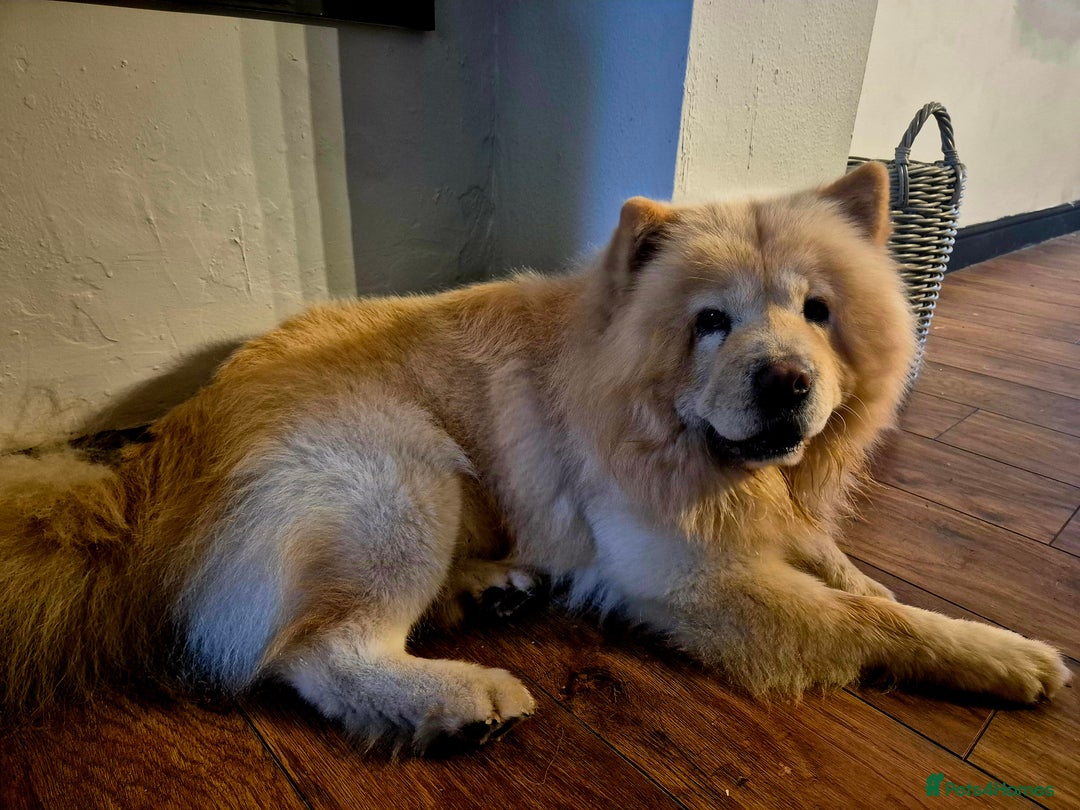 Chow Chow dogs for sale: Male chow chow - Image 6