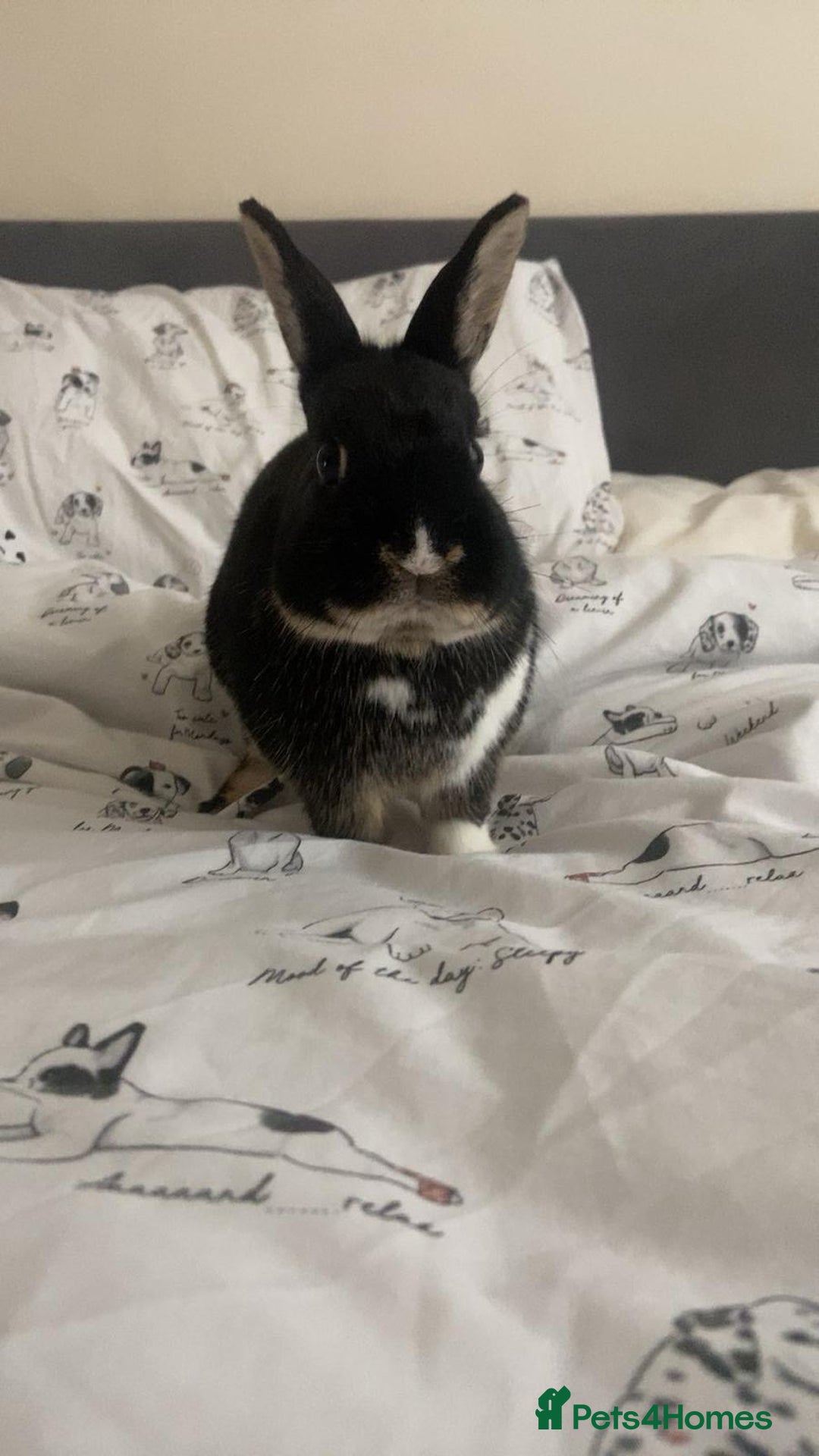 Netherland Dwarf rabbits for sale: Sweet Boy Looking for a New Forever Home - Image 4