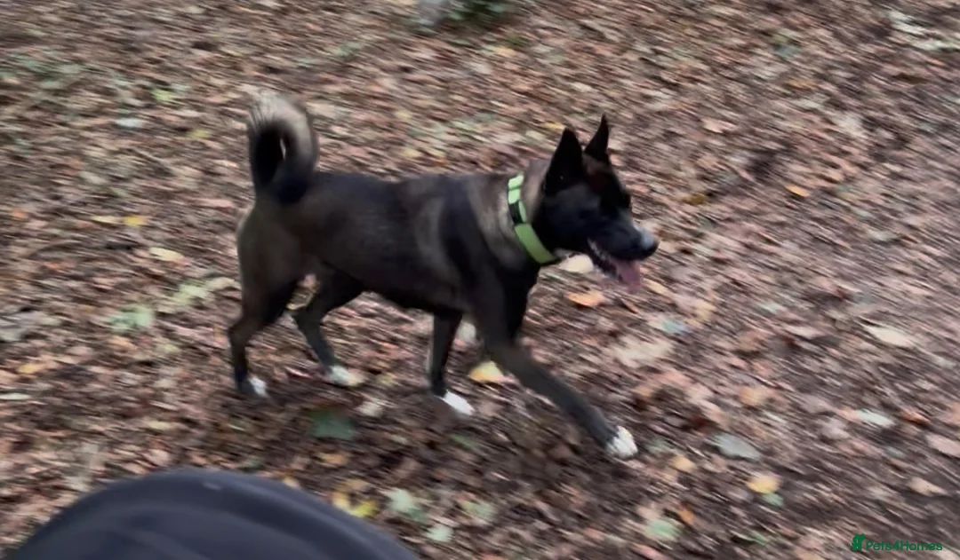 Shepsky dogs for sale: 12 month old female shepsky - Advert 8