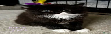 Persian 2