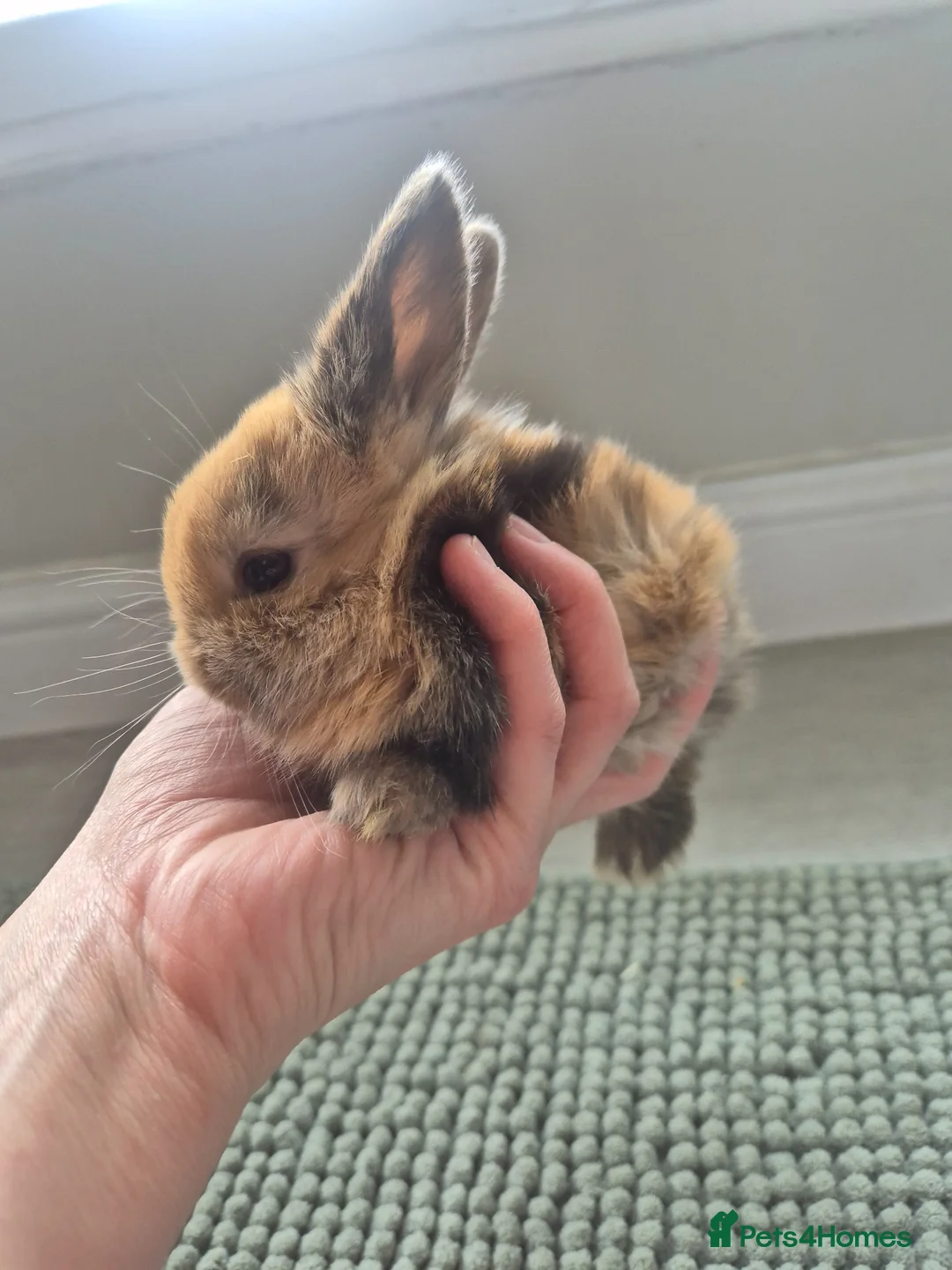 Mixed Breed rabbits for sale: Baby Harlequin Lionhead rabbits  - Advert 12