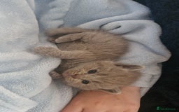British Shorthair cats for sale: Pedigree British shorthair, longhair, blue, lilac - Image 2