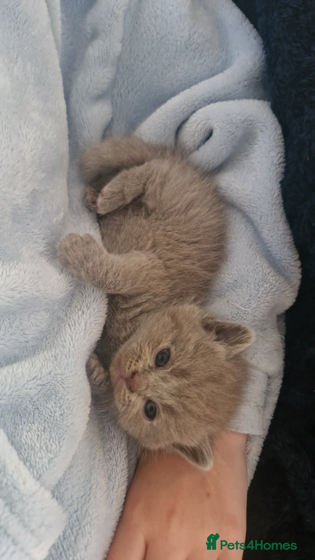 British Shorthair cats for sale: Pedigree British shorthair, longhair, blue, lilac - Image 2