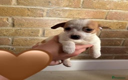 Chihuahua dogs for sale: Chihuahu Puppies - Image 12
