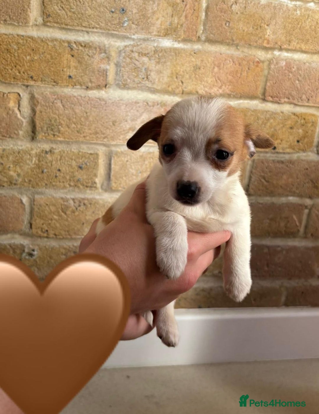 Chihuahua dogs for sale: Chihuahu Puppies - Image 12