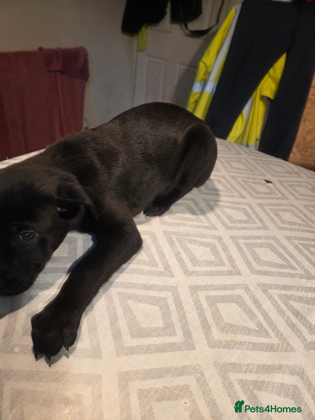 Mixed Breed dogs for sale: Bullcros  - Advert 6