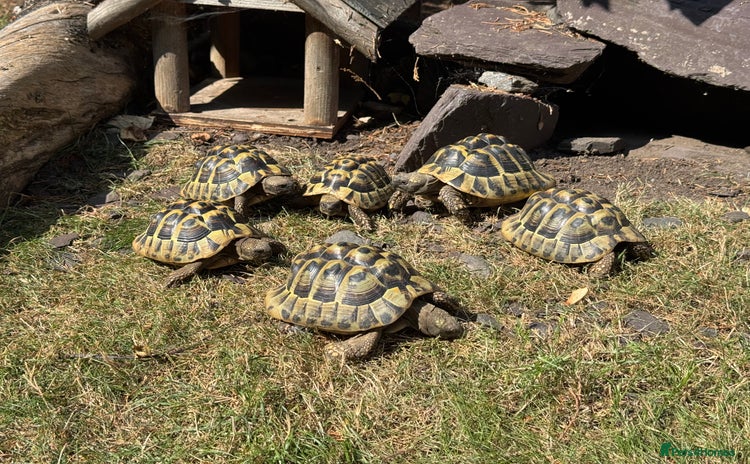 Hermann Tortoise reptiles - Advert 14