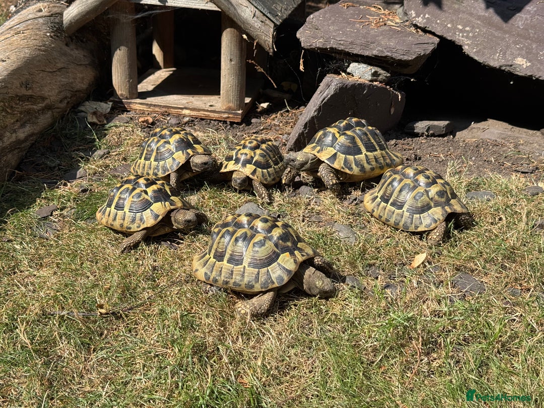 Hermann Tortoise reptiles for sale: Hermanns Tortoises 2016-2018 - Image 1