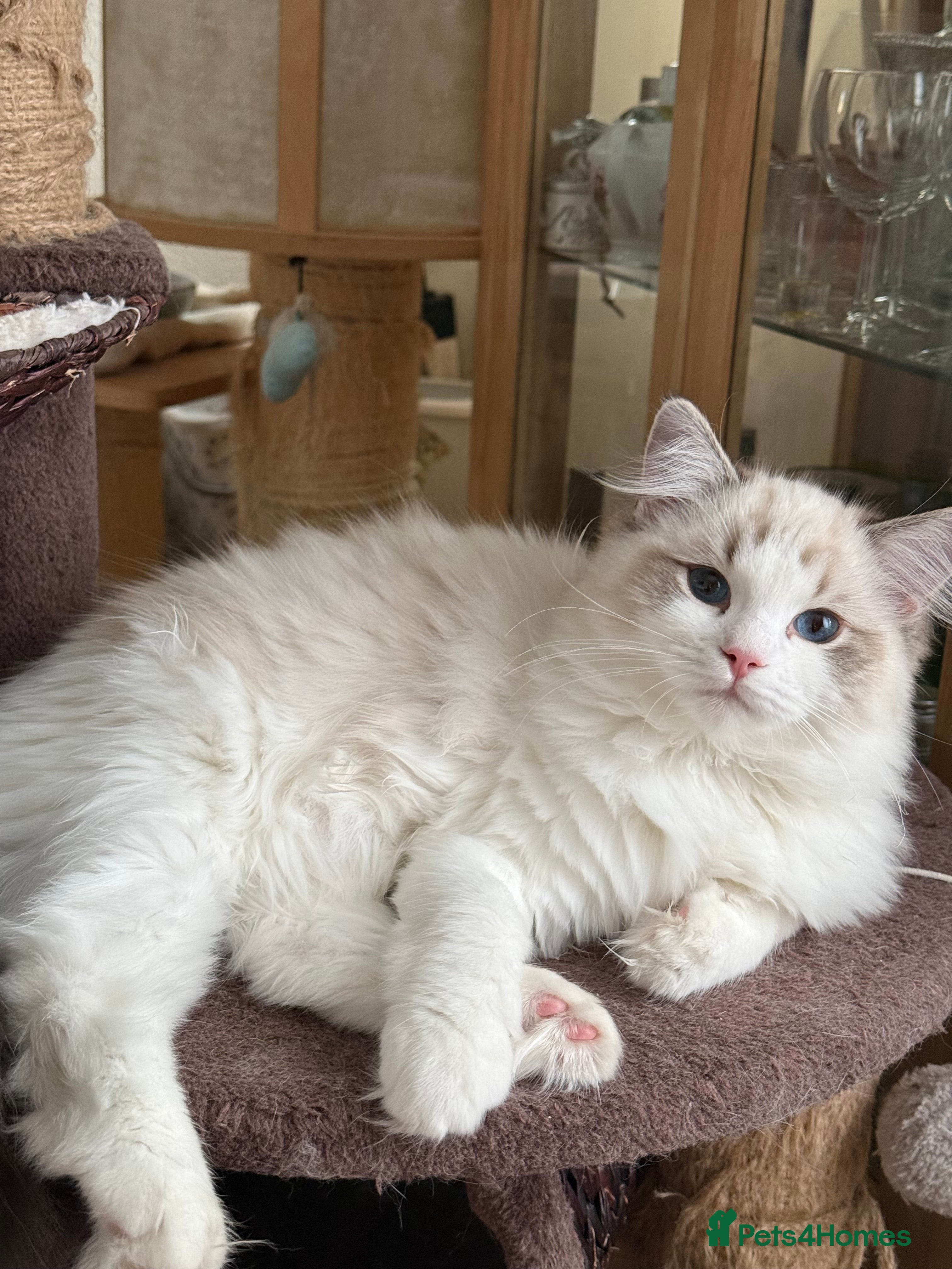 Ragdoll cats LAST BOY  Ragdoll Kittens – Ready Now! - Advert 2