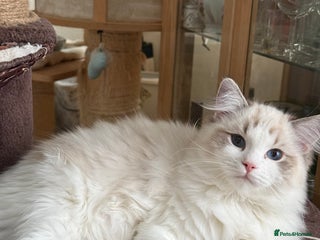 Ragdoll cats LAST BOY Ragdoll Kittens – Ready Now! - Advert 1