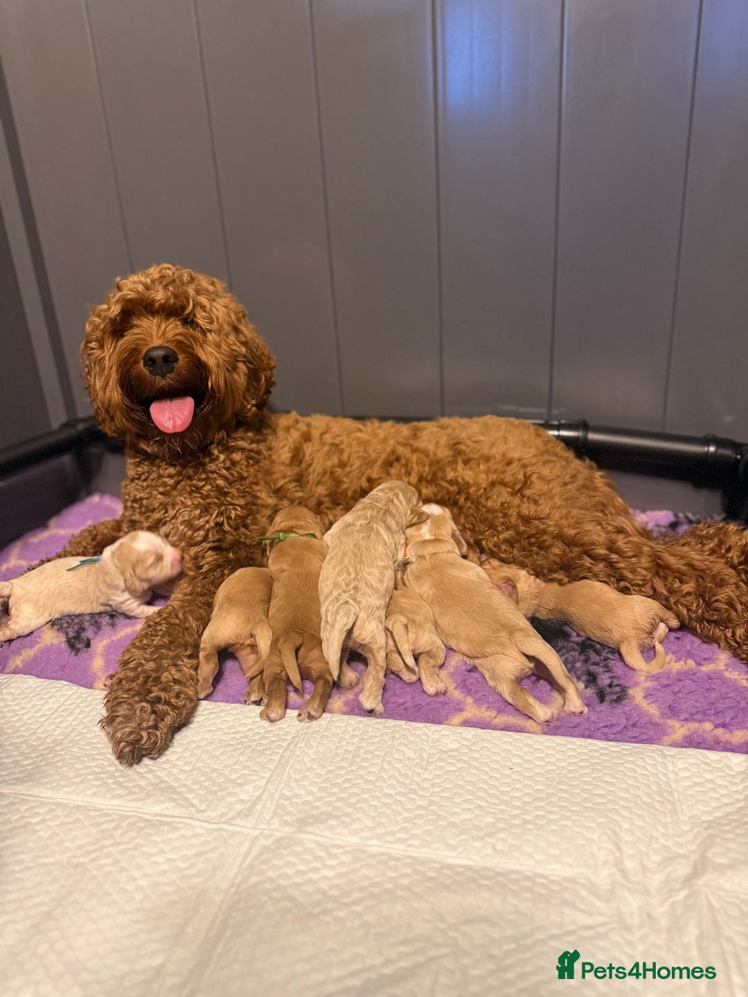 Australian Labradoodle dogs for sale: Multigen Australian Labradoodle Puppies Available! - Advert 10