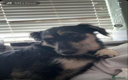 Shepsky dogs for sale: Female Shepsky. 1 Yr old. Great Temperament  - Image 2