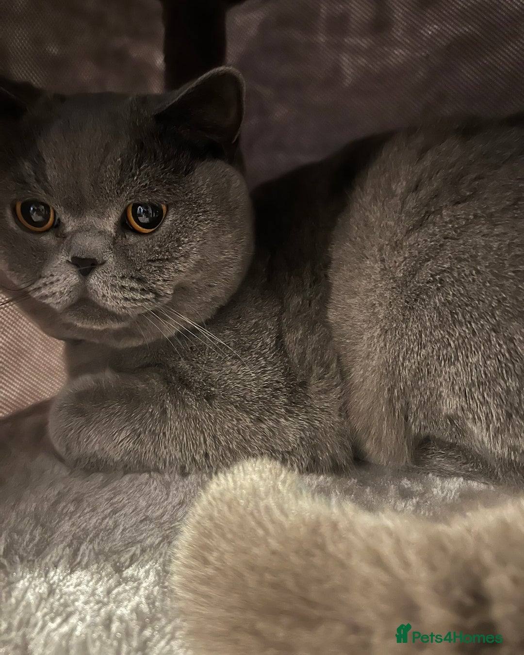 British Shorthair cats for sale: ADULT MALE BRITISH SHORTHAIR FOR SALE  - Advert 2