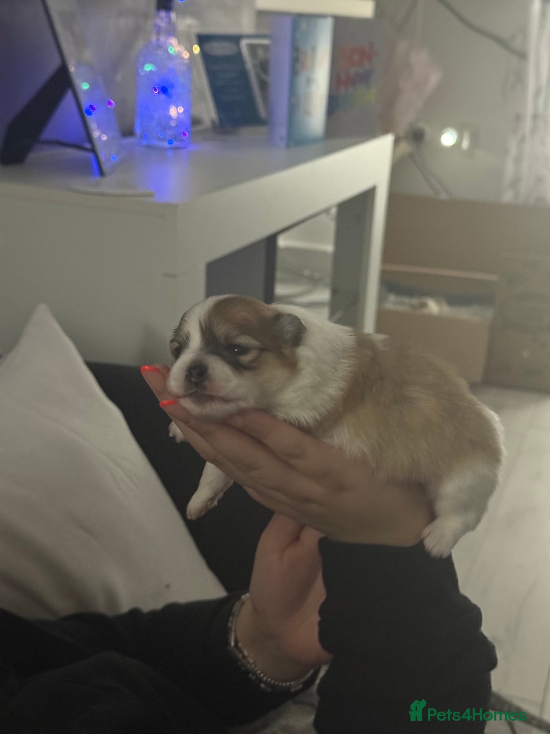 Pomchi dogs for sale: 3/4 Pom 1/4 chi Pomchi F1BB - Advert 27