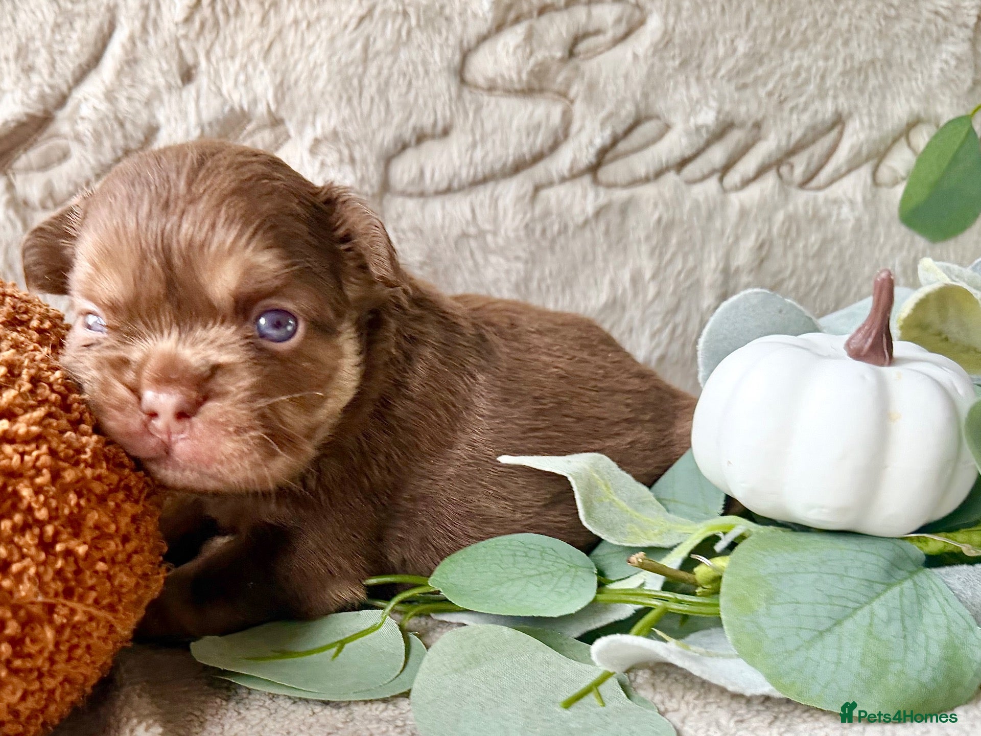 French Bulldog dogs Kc registered chocolate and tan frenchies - Advert 2