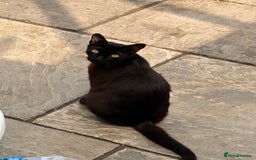 Mixed Breed cats for sale: Beautiful female kitten  - Image 9
