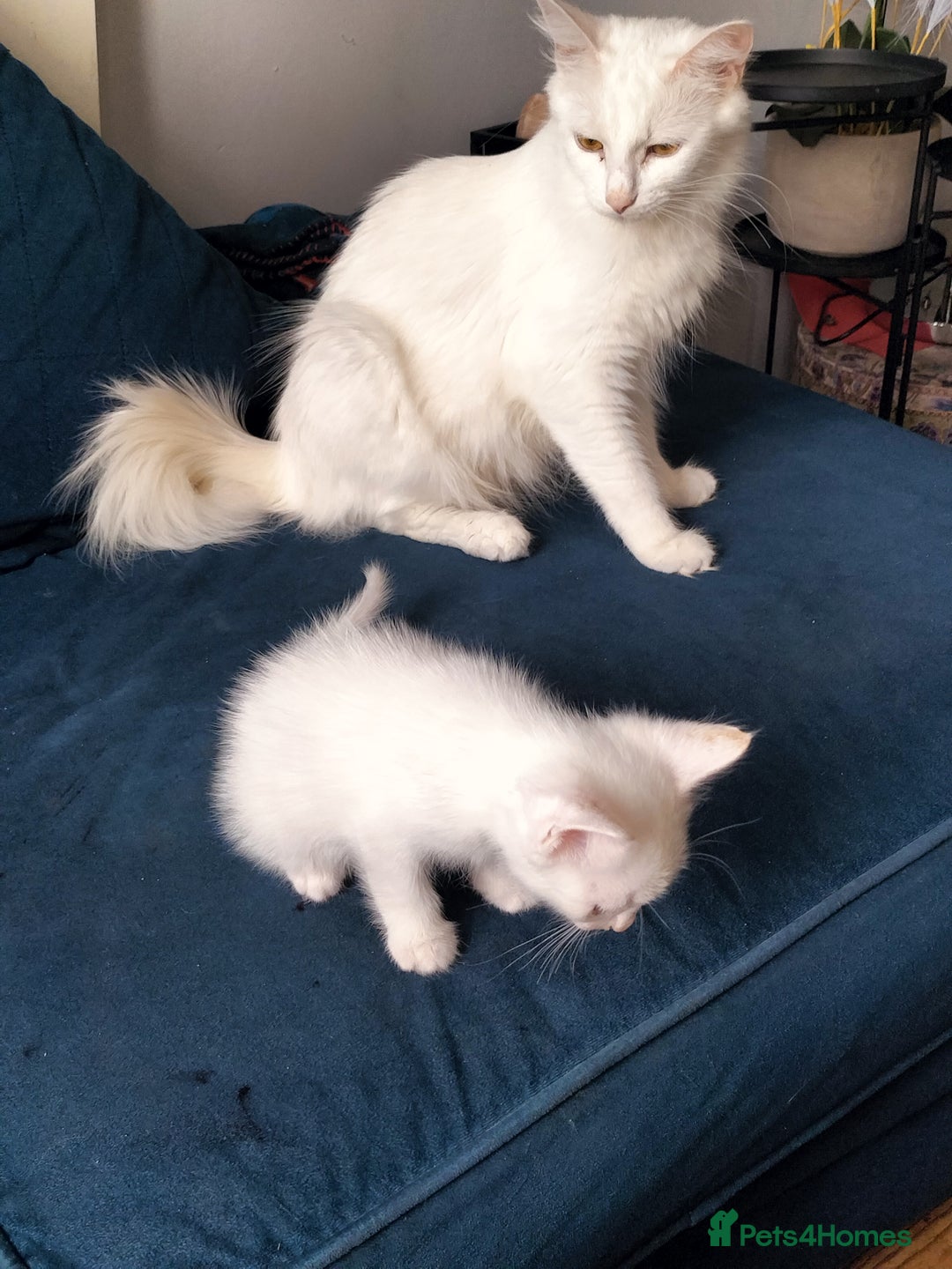 Turkish Angora cats for sale: beautiful Turkish Angora kitten 🌸 - Image 4