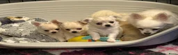 Chihuahua dogs for sale: Cream & White Long Coat Chihuahua Boys  in Cwmbran - Advert 8