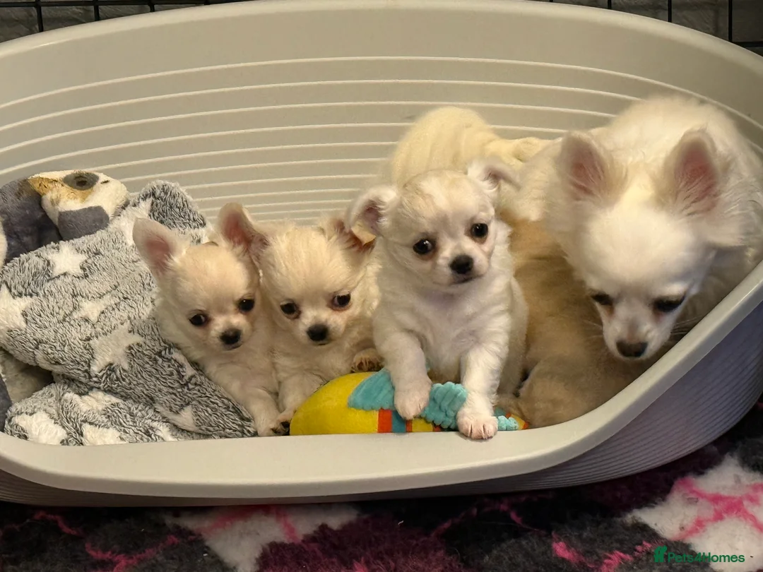 Chihuahua dogs for sale: Cream & White Long Coat Chihuahua Boys  in Cwmbran - Advert 8