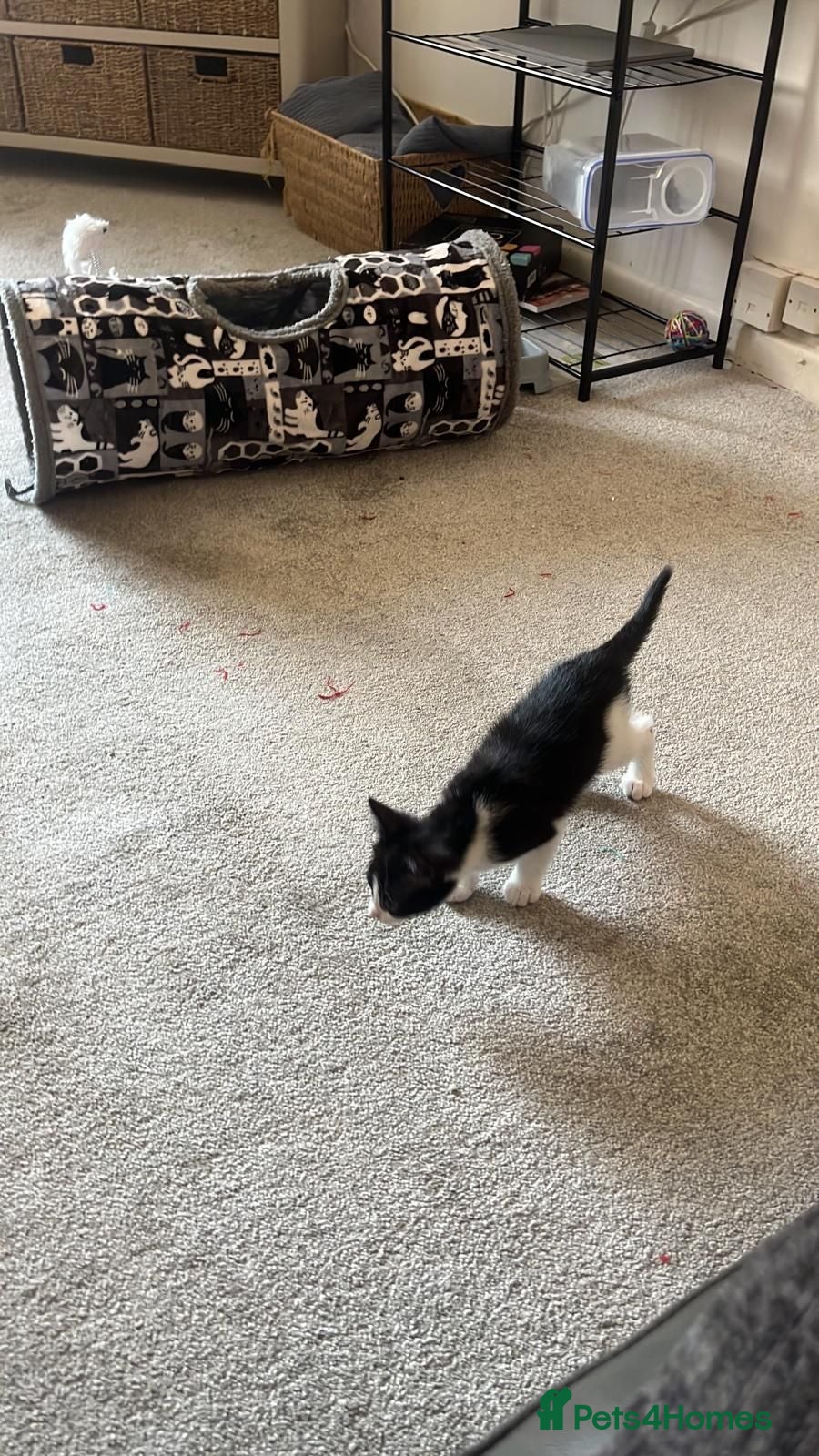 British Shorthair cats Kittens - Advert 1