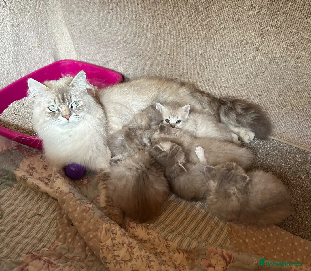 RagaMuffin cats for sale: Beautiful Authentic RagaMuffins  - Advert 6