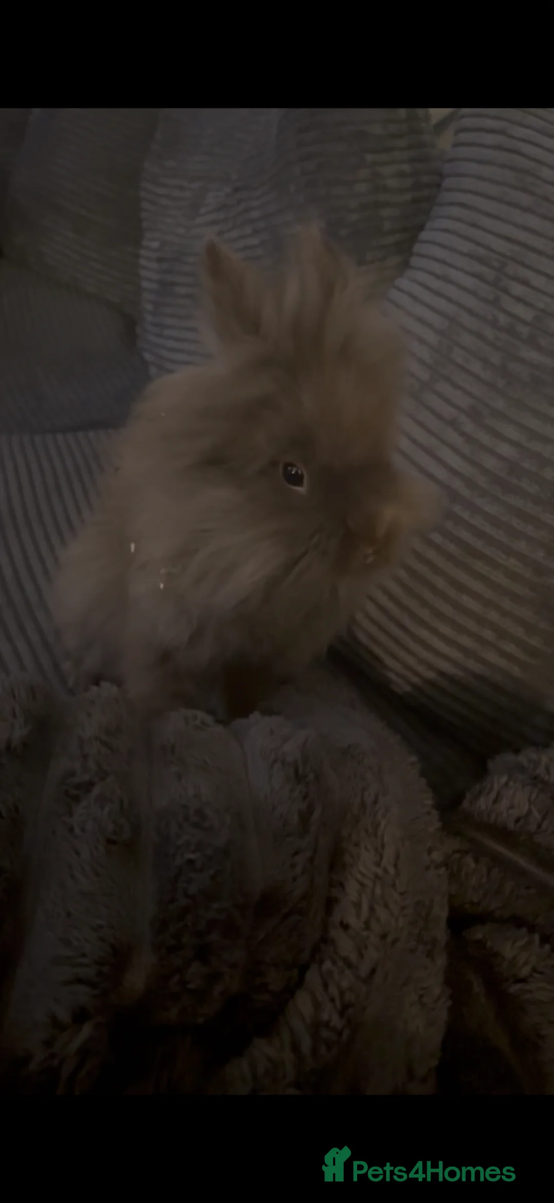 Lionhead rabbits for sale: Double Maned Lionhead  in Pontypridd - Advert 2