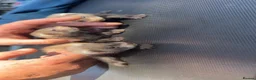 Ferret rodents for sale: Ferrets for sale - Advert 3