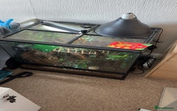 Gecko reptiles for sale: Gorgeous Female Crested Gecko - Image 6